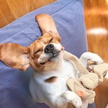 jouet-chien-chiot-doux