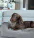 Panier confortable beige pour chien – vue en situation.