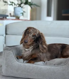 Panier confortable beige pour chien – vue en situation.
