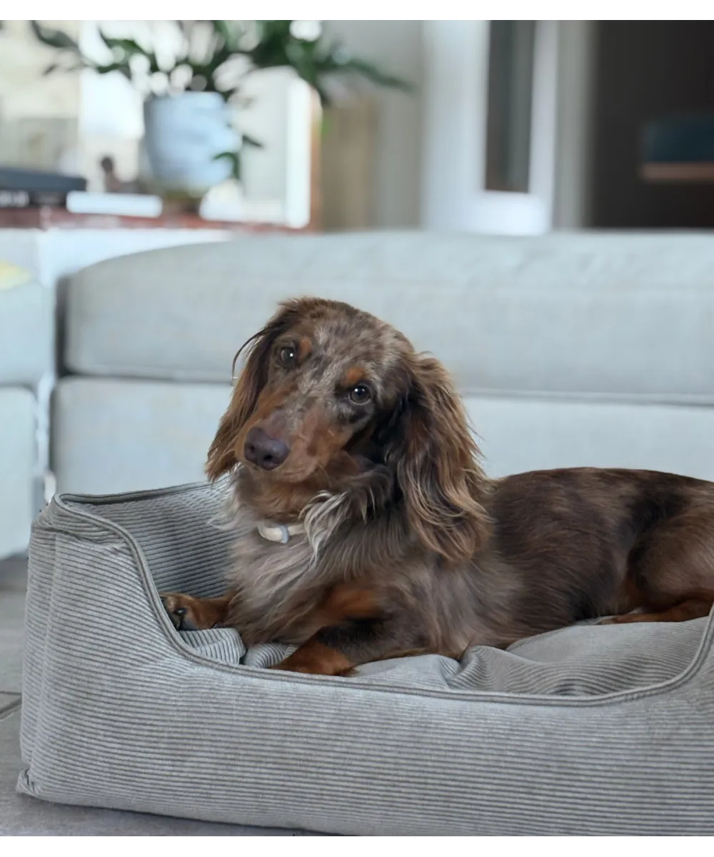 Panier confortable beige pour chien – vue en situation.