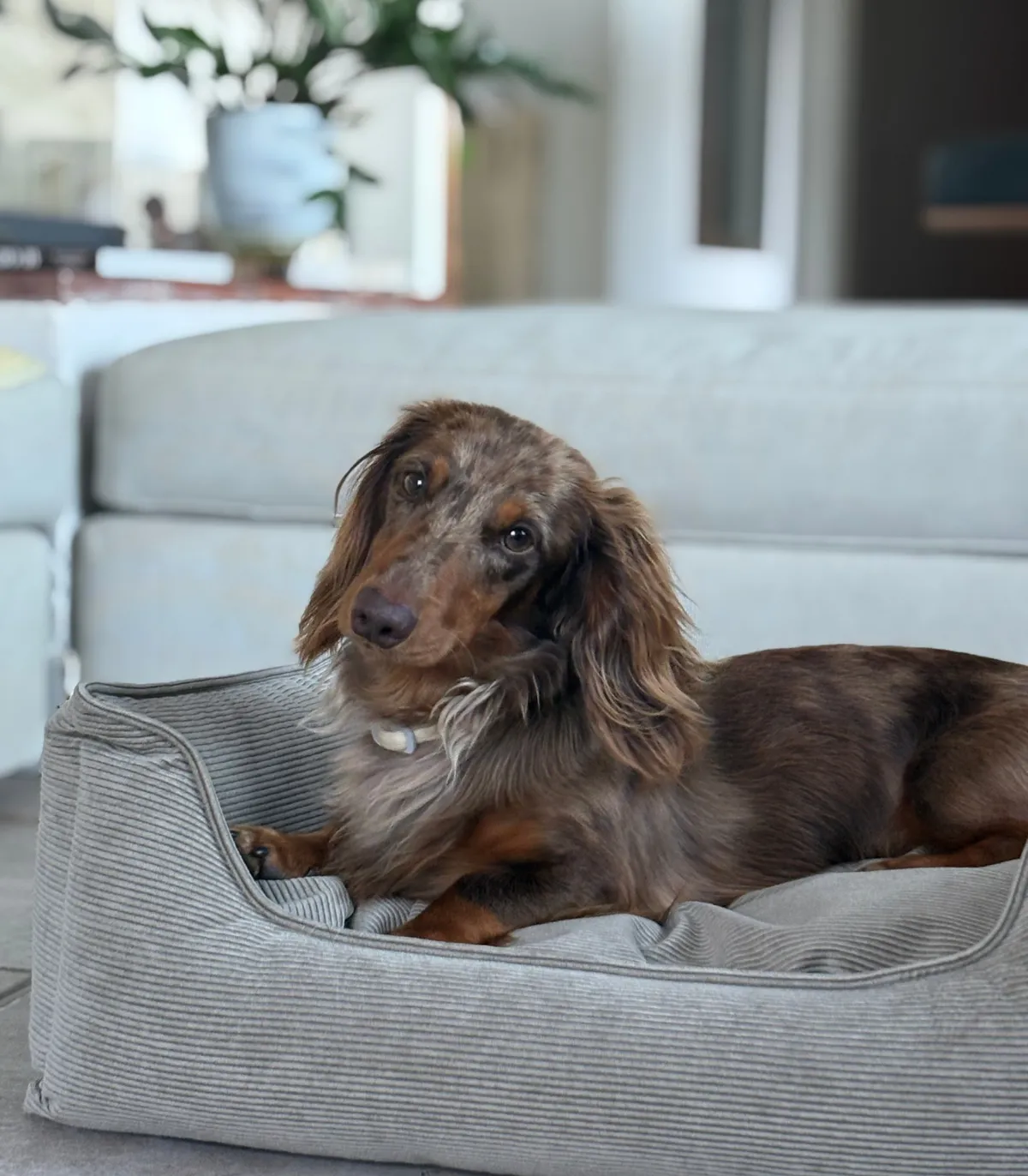 Panier confortable beige pour chien – vue en situation.
