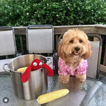 jouet-chien-floppies-homard-fabdog