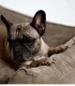 Panier beige en velours côtelé avec bouledogue français.