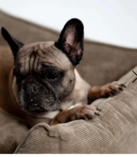 Panier beige en velours côtelé avec bouledogue français.