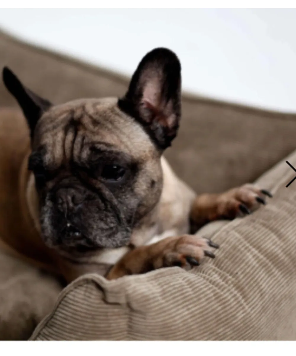 Panier beige en velours côtelé avec bouledogue français.