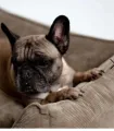 Panier beige en velours côtelé avec bouledogue français.