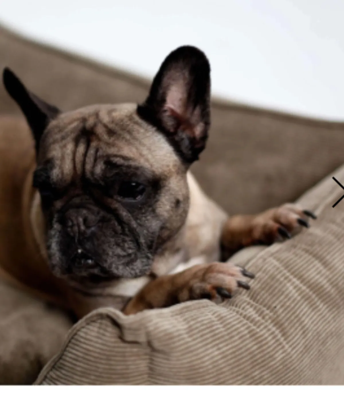 Panier beige en velours côtelé avec bouledogue français.