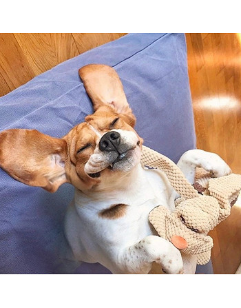 jouet-peluche-chien-floppy-dog