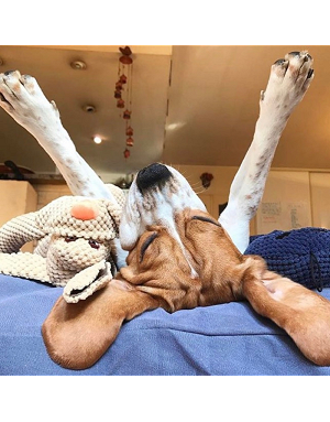 peluche-chien-calin