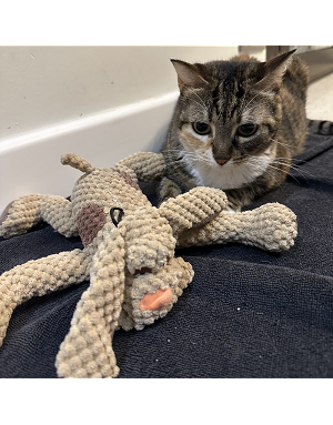peluche-chien-chat-doudou