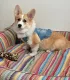 Chien Corgi installé dans le panier ZigZag multicolore