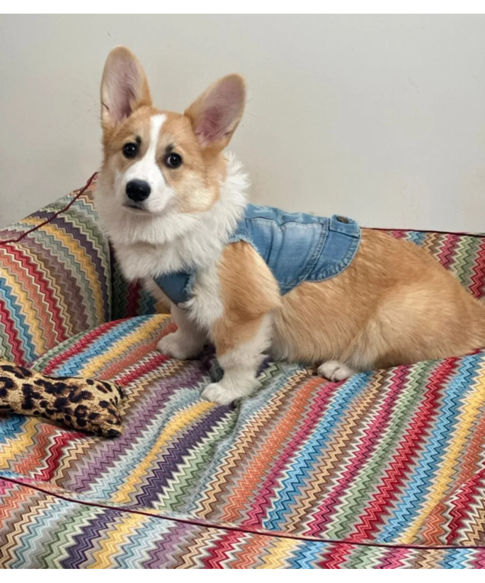 Chien Corgi installé dans le panier ZigZag multicolore