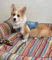 Chien Corgi installé dans le panier ZigZag multicolore