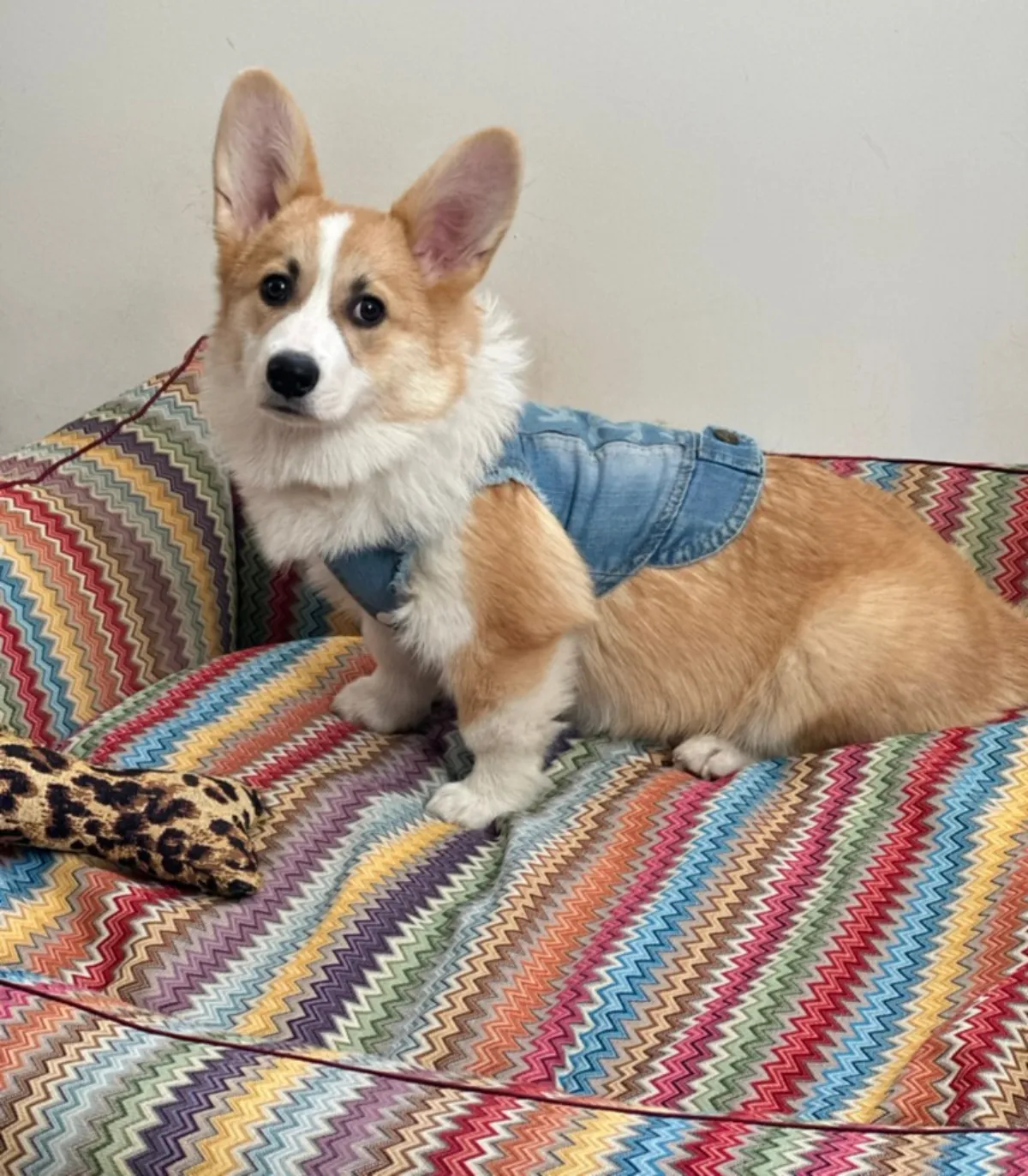 Chien Corgi installé dans le panier ZigZag multicolore