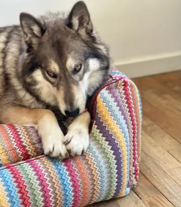 Panier ZigZag pour chien – couchage confortable et moelleux.