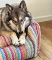 Panier ZigZag pour chien – couchage confortable et moelleux.