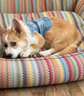 Chien couché dans son panier ZigZag multicolore.