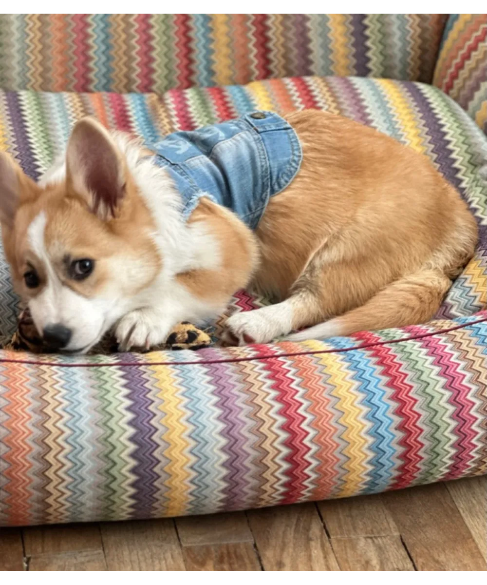 Chien couché dans son panier ZigZag multicolore.