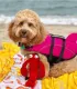 Chien bouclé abricot en gilet de sauvetage rose sur la plage, avec sa peluche homard rouge devant lui