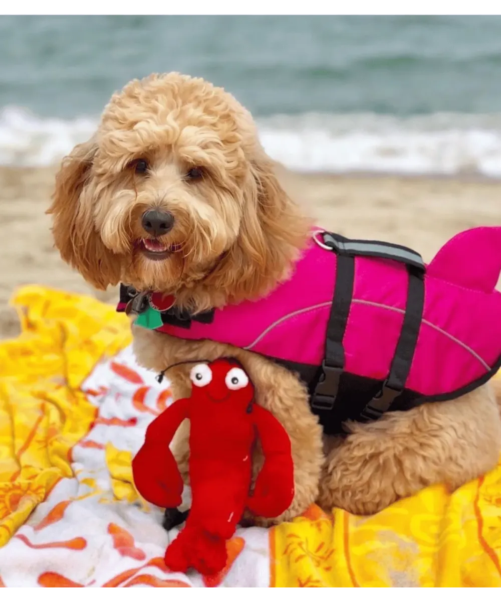 Chien bouclé abricot en gilet de sauvetage rose sur la plage, avec sa peluche homard rouge devant lui