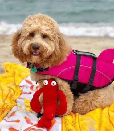 Chien bouclé abricot en gilet de sauvetage rose sur la plage, avec sa peluche homard rouge devant lui