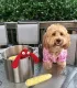 Chien bouclé abricot en tenue rose assis près d’une marmite où trône la peluche homard rouge