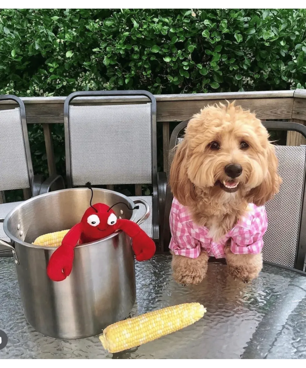 Chien bouclé abricot en tenue rose assis près d’une marmite où trône la peluche homard rouge