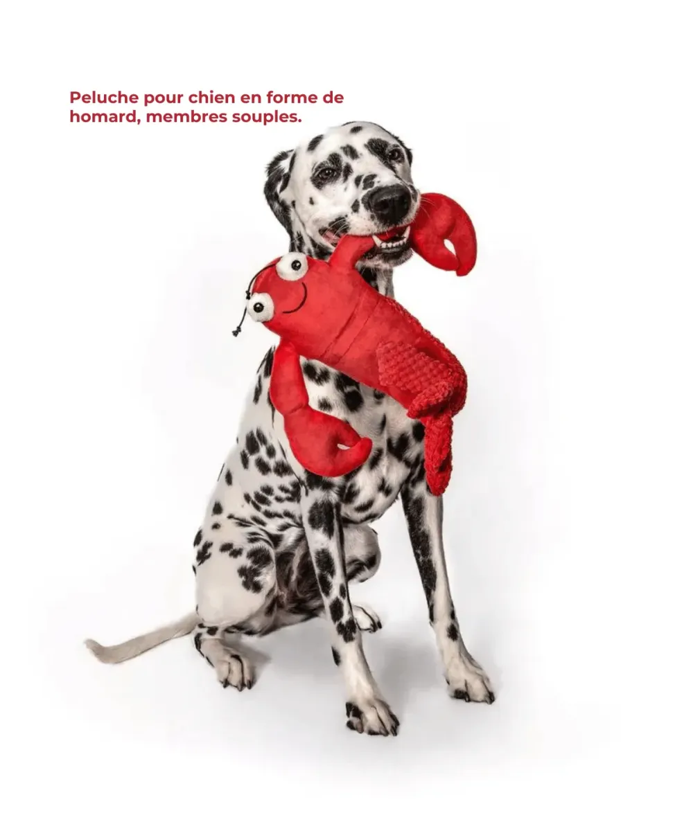 Dalmatien assis tenant dans sa gueule la peluche homard rouge