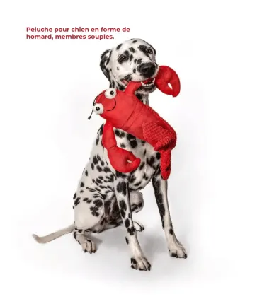 Dalmatien assis tenant dans sa gueule la peluche homard rouge