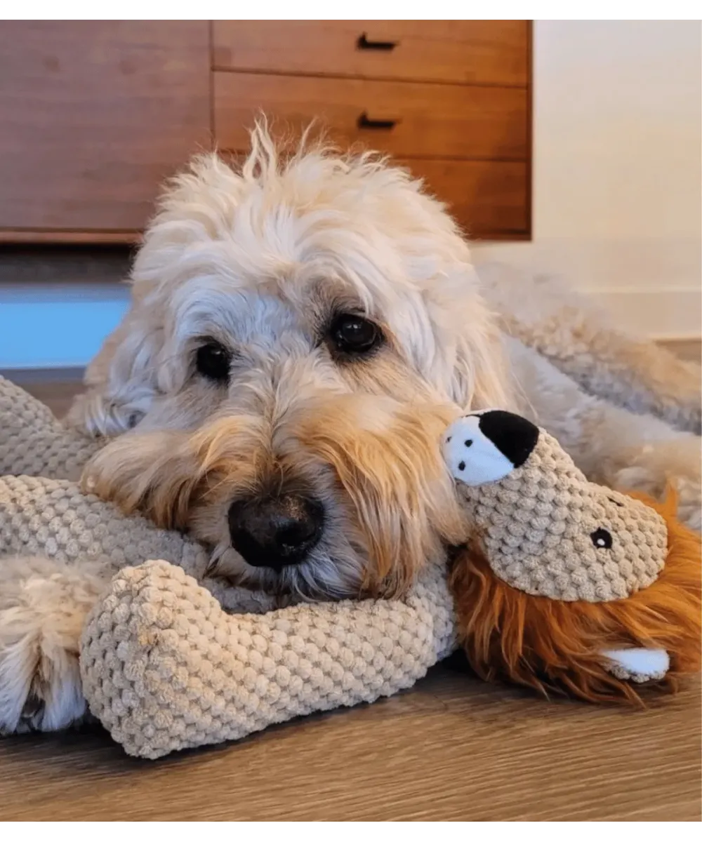 Chien crème au poil bouclé couché près de sa peluche lion
