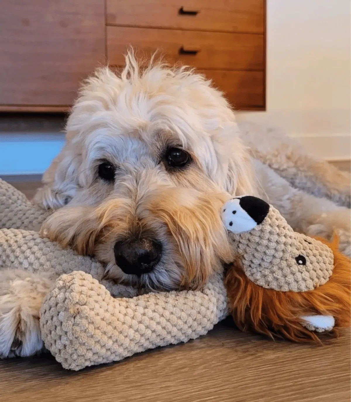 Chien crème au poil bouclé couché près de sa peluche lion