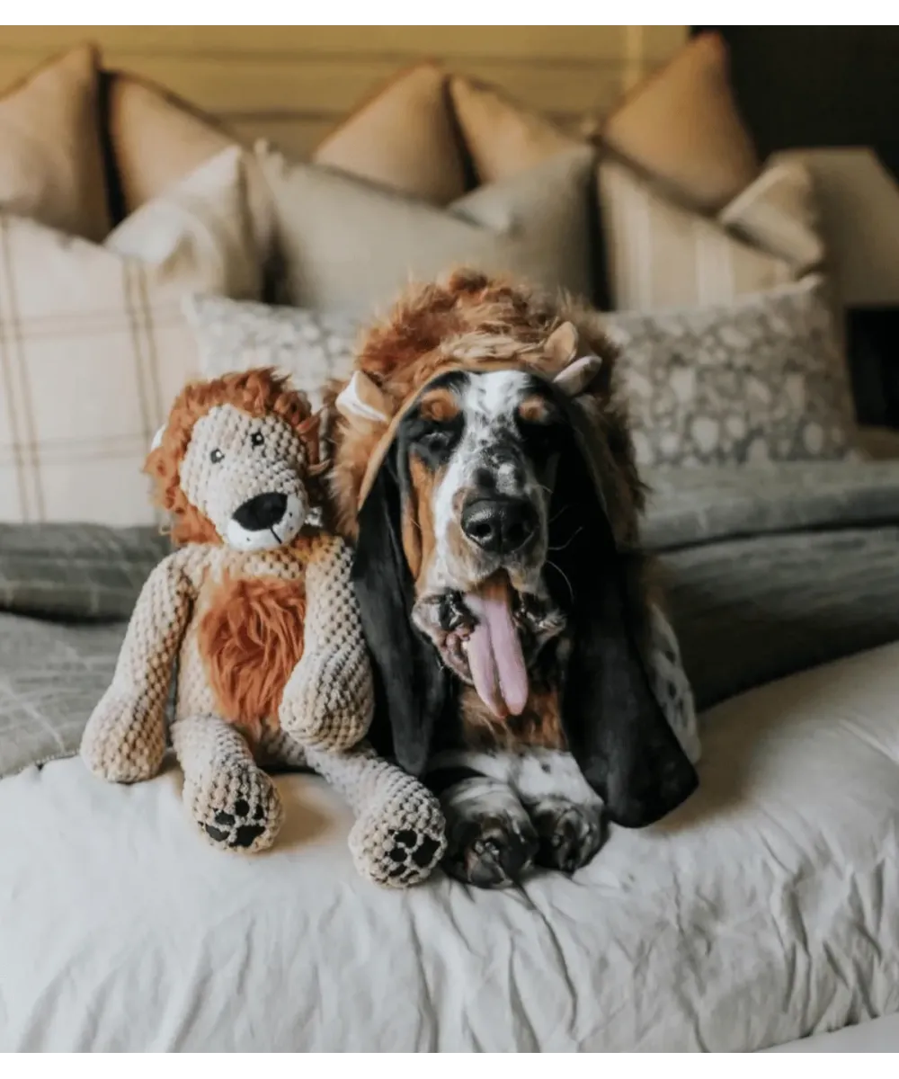 Basset hound sur un lit à côté de sa peluche lion