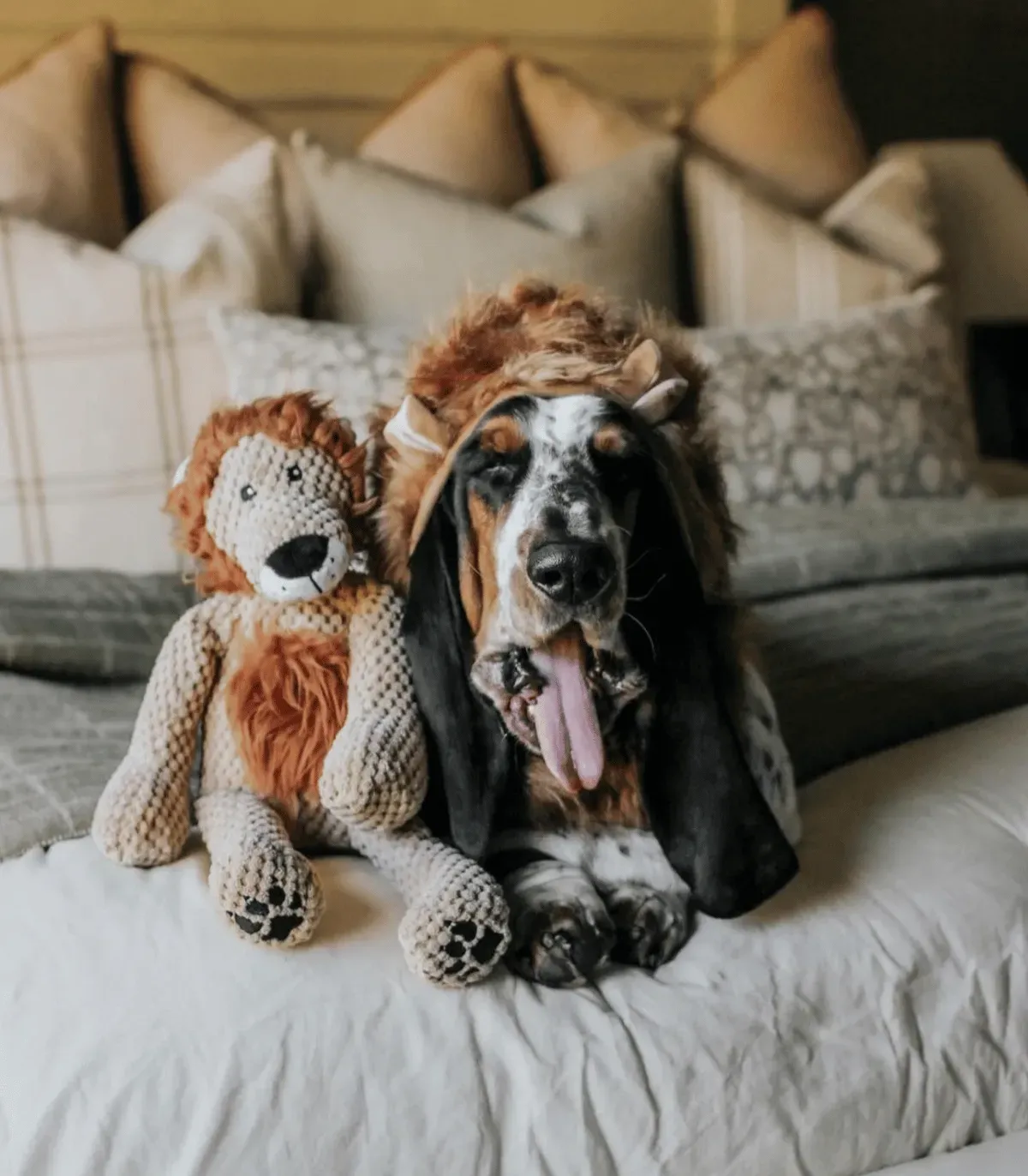 Basset hound sur un lit à côté de sa peluche lion