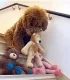 Chien marron frisé sur un escalier avec sa peluche lion et d'autres peluches