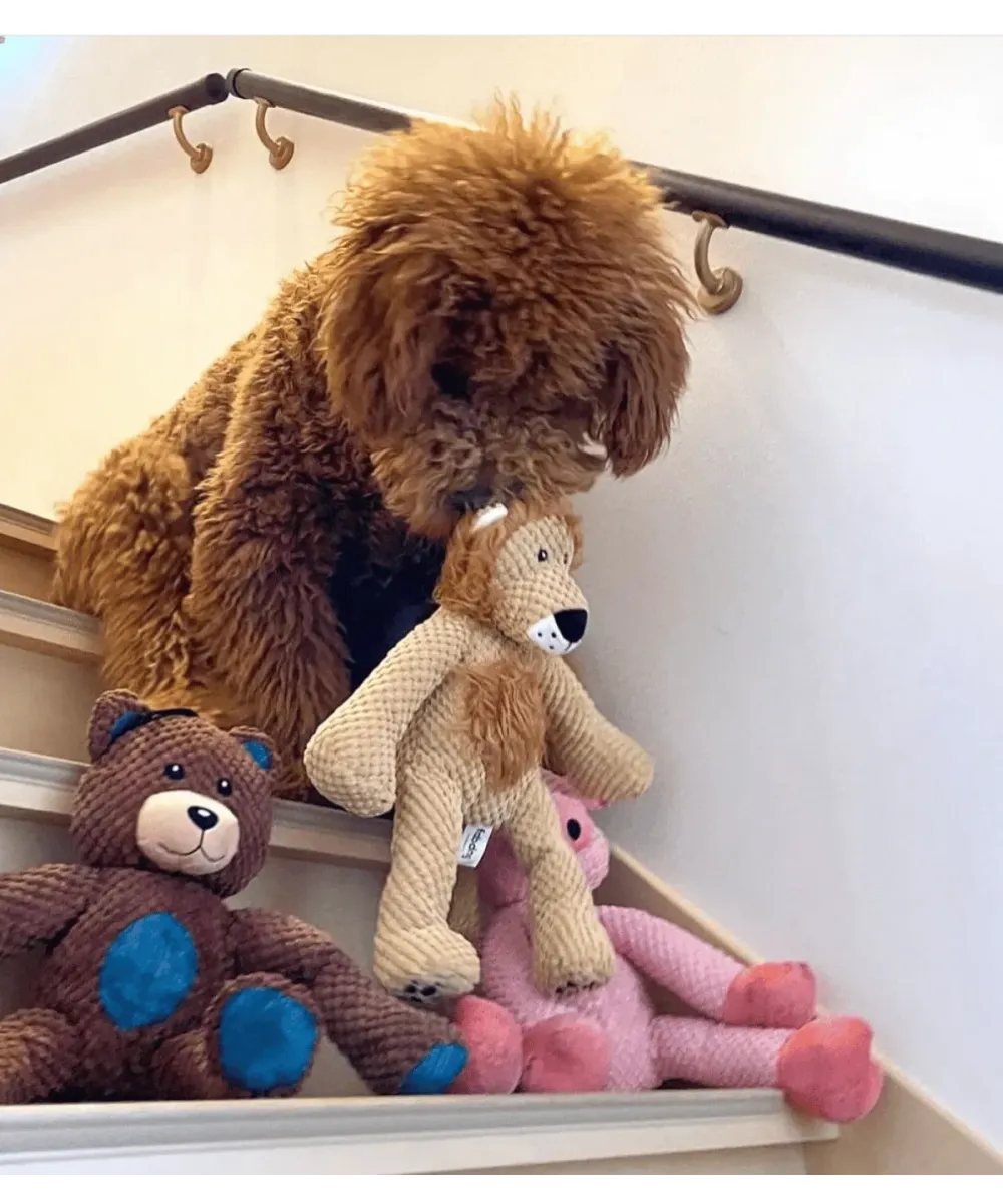 Chien marron frisé sur un escalier avec sa peluche lion et d'autres peluches