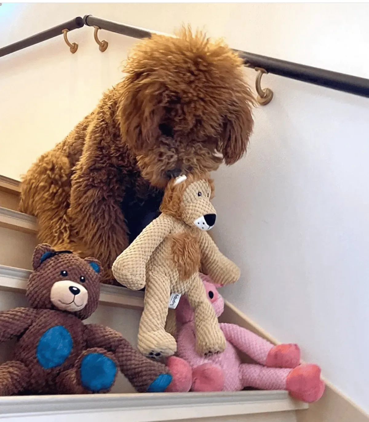 Chien marron frisé sur un escalier avec sa peluche lion et d'autres peluches