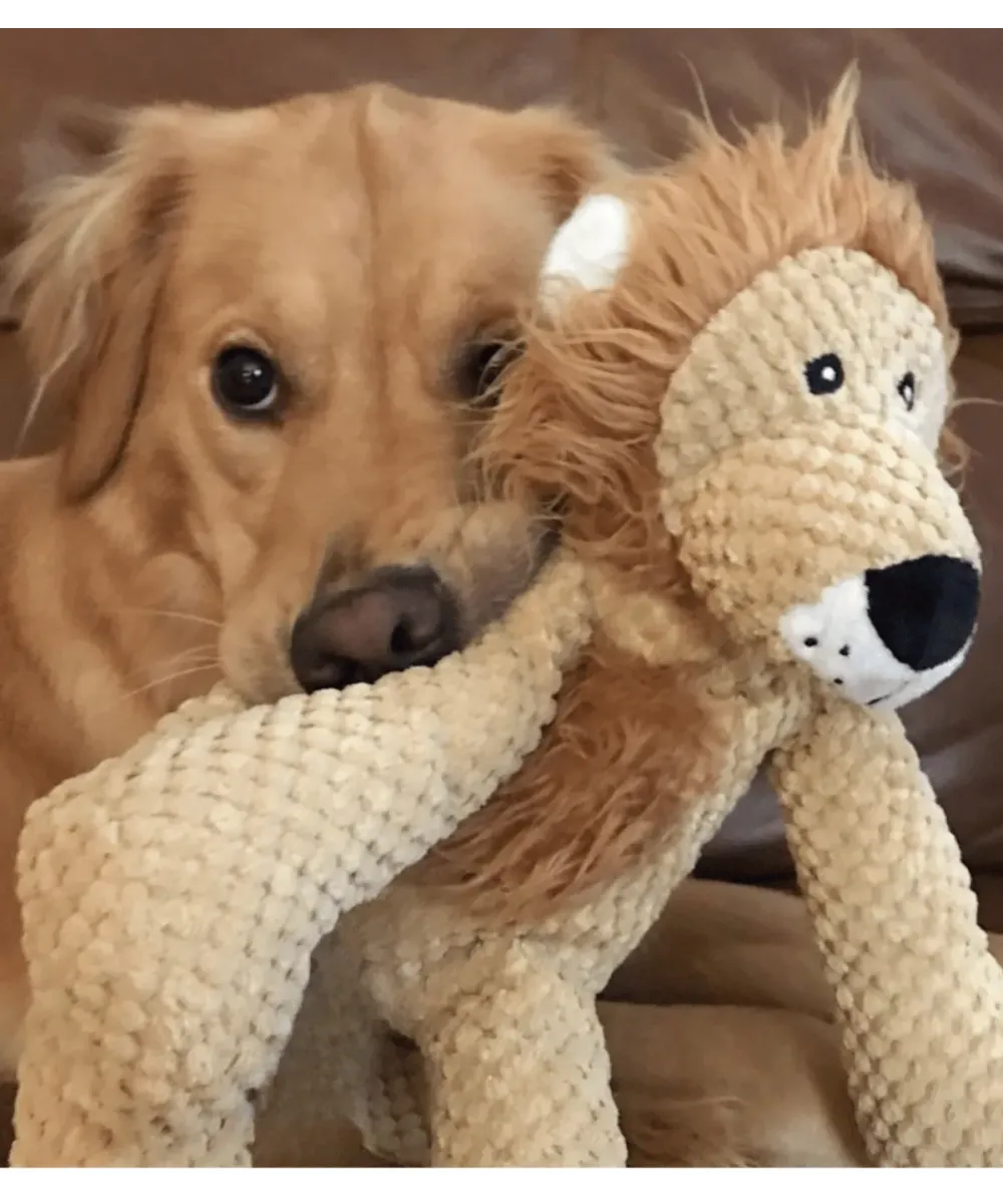 Golden retriever serrant sa peluche lion contre lui