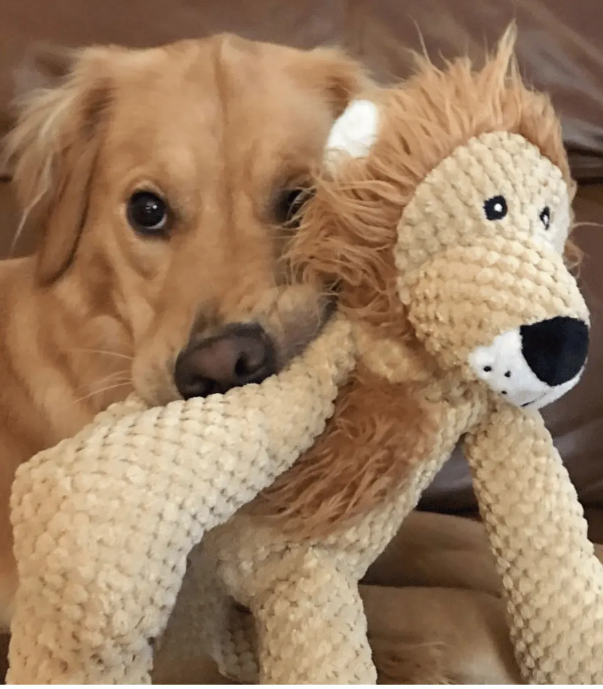 Golden retriever serrant sa peluche lion contre lui