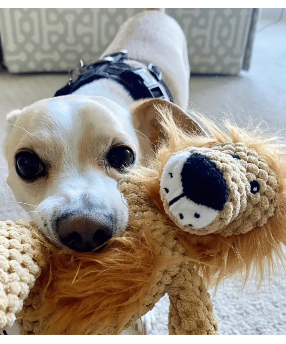 Petit chien blanc qui tient sa peluche lion dans la gueule