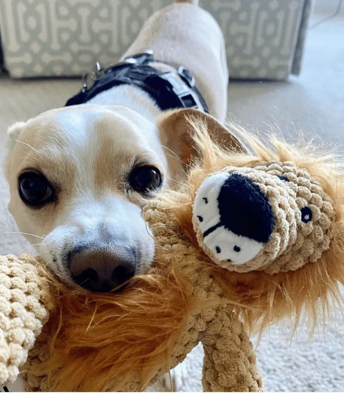 Petit chien blanc qui tient sa peluche lion dans la gueule
