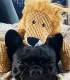 Bouledogue français noir avec la peluche lion posée sur sa tête
