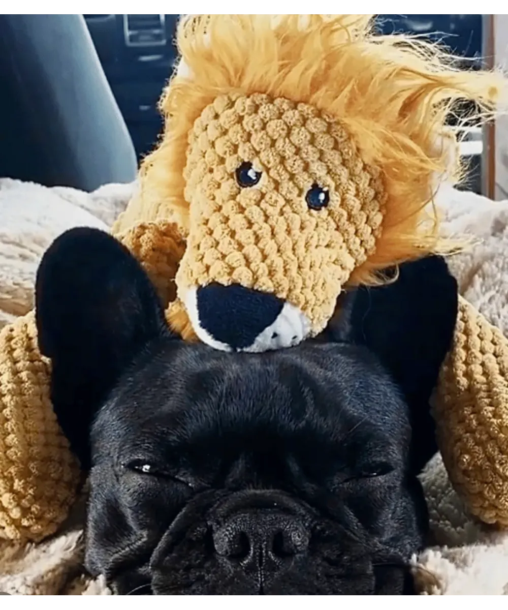 Bouledogue français noir avec la peluche lion posée sur sa tête
