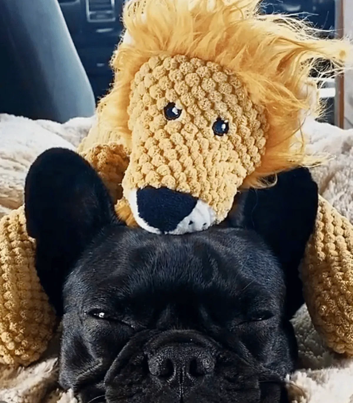 Bouledogue français noir avec la peluche lion posée sur sa tête