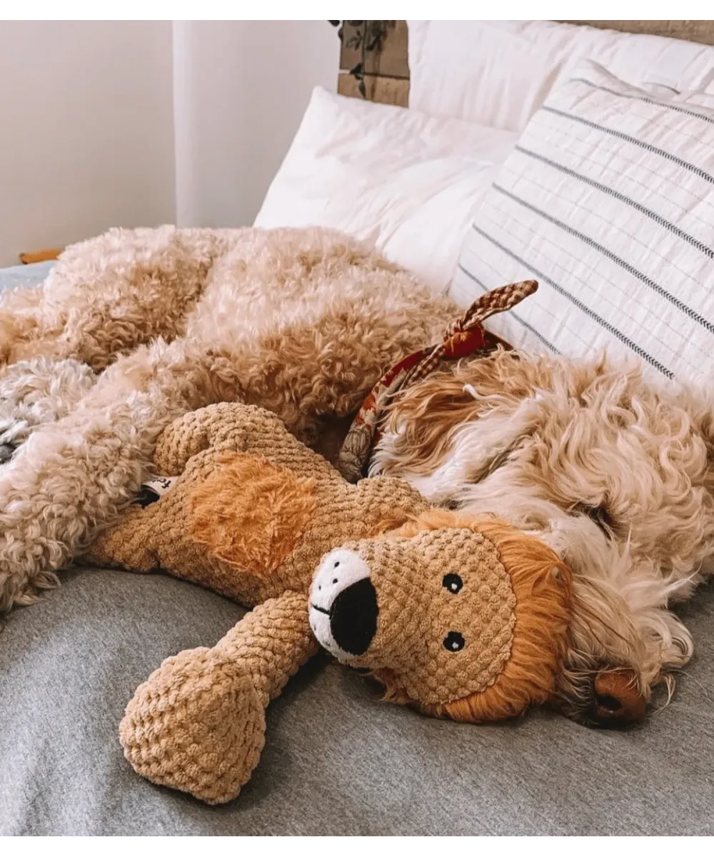 Chien au poil clair endormi sur un lit avec sa peluche lion