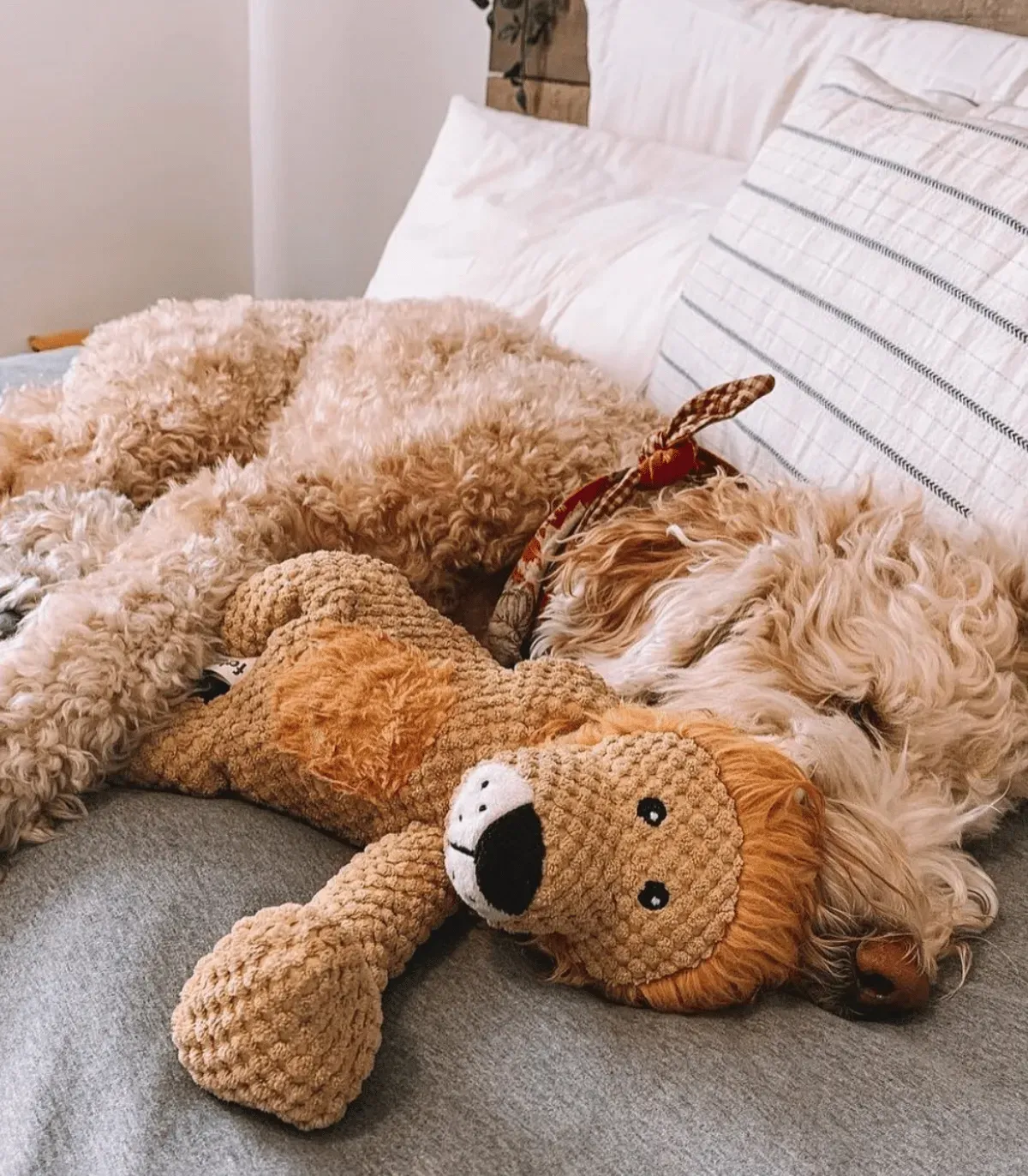 Chien au poil clair endormi sur un lit avec sa peluche lion
