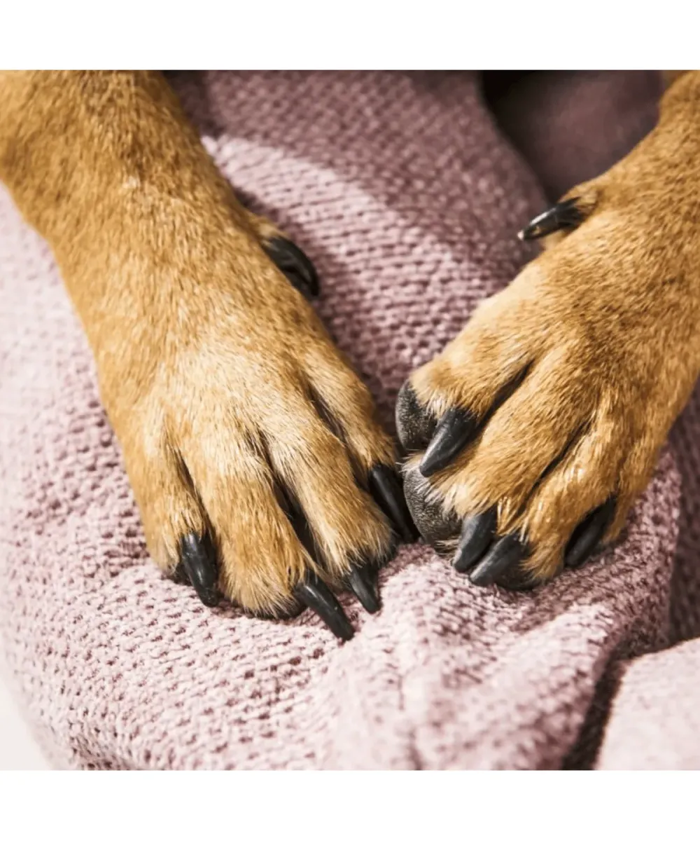 Pattes d'un chien posées sur le bord rembourré d'un lit pour chien rose design Tudor