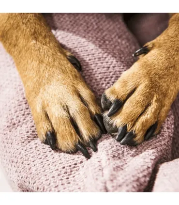 Pattes d'un chien posées sur le bord rembourré d'un lit pour chien rose design Tudor