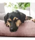 Portrait d'un chien noir et feu détendu dans son lit pour chien rose Tudor, confort orthopédique