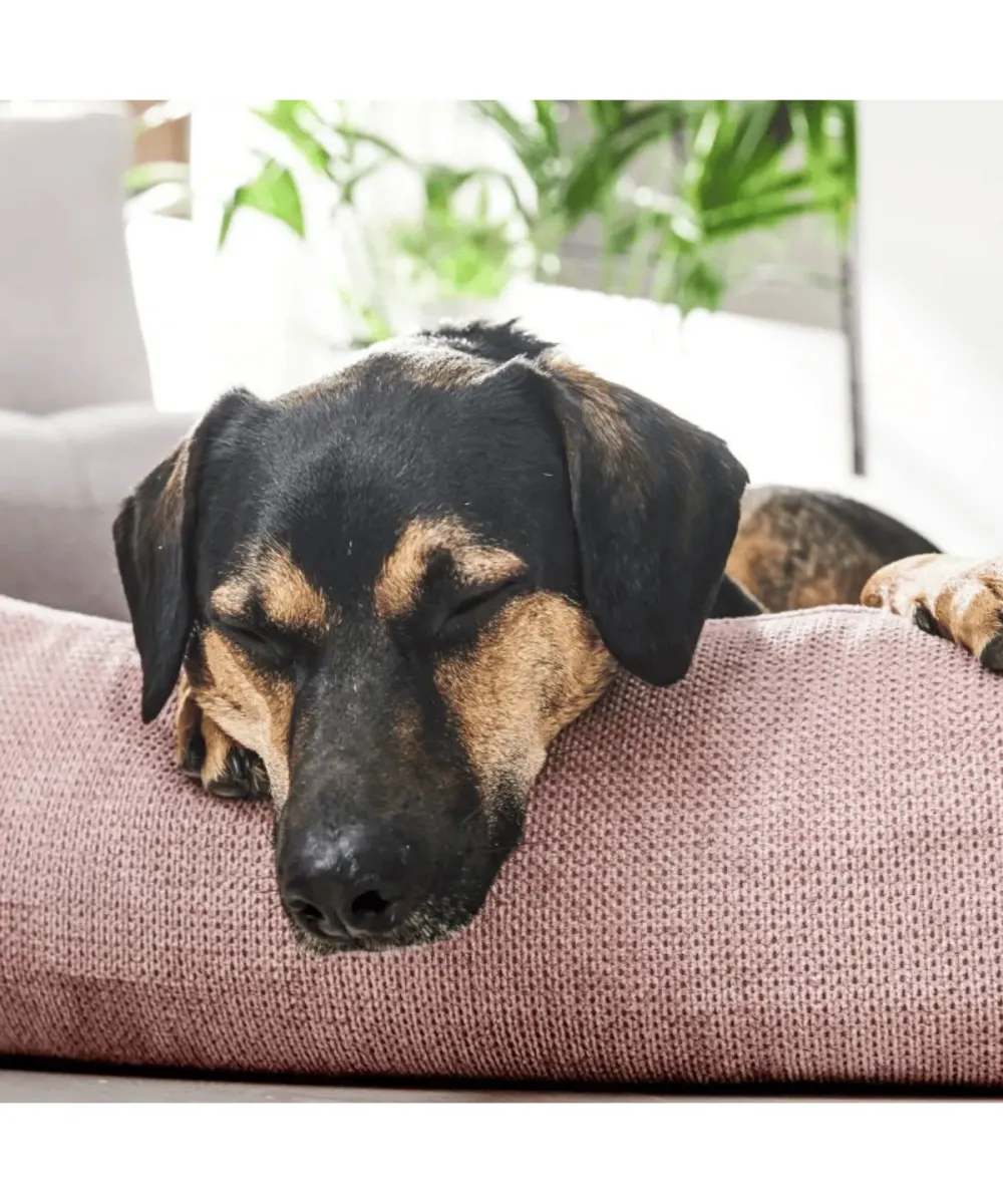 Portrait d'un chien noir et feu détendu dans son lit pour chien rose Tudor, confort orthopédique