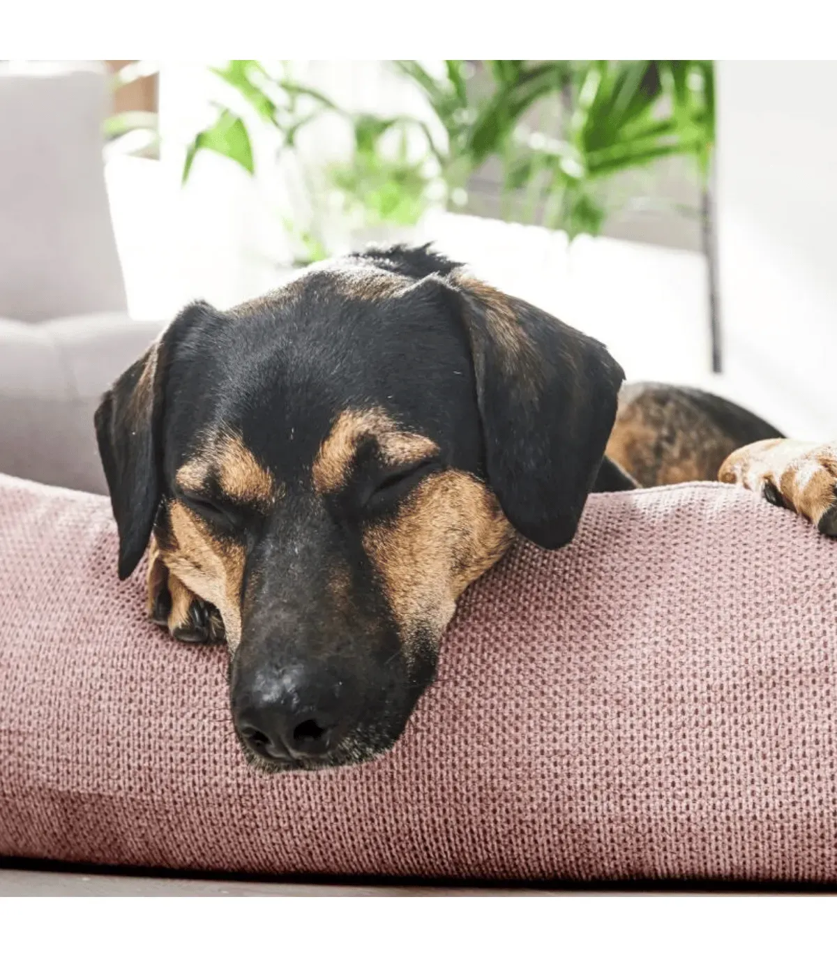 Portrait d'un chien noir et feu détendu dans son lit pour chien rose Tudor, confort orthopédique
